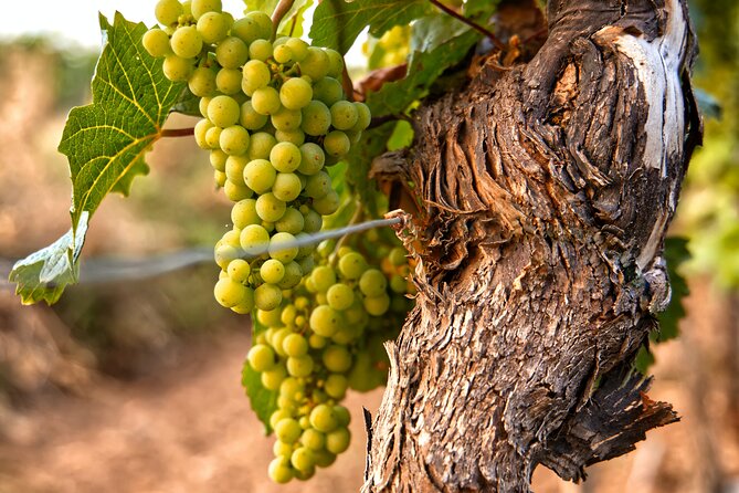 Full-Day Rioja Wineries Tour From Madrid With Pickup and Drop off - Customer Reviews and Feedback