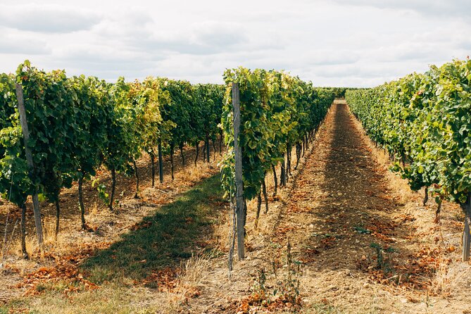 Full-Day Rioja Wineries Tour From Madrid With Pickup and Drop off - Winery Visits and Tastings