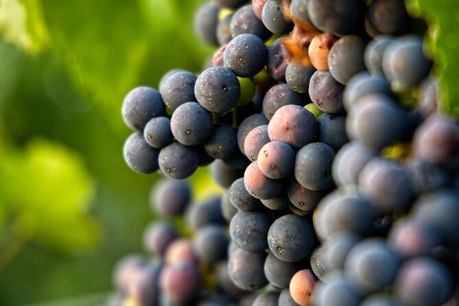 Full-Day Rioja Wineries Tour From Madrid With Pickup and Drop off - Frequently Asked Questions