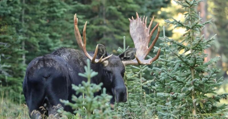 Full-Day RMNP Over the Top Tour - RMNPhotographer - Itinerary Highlights