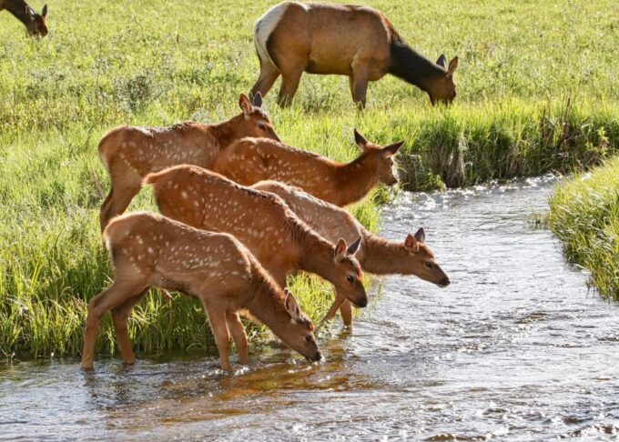 Full-Day RMNP Over the Top Tour - RMNPhotographer - Guided Tour
