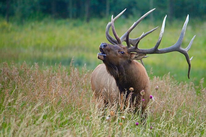 Full-Day Rocky Mountain National Park Over The Top Tour - RMNPhotographer - Alpine Visitor Center and Kawuneeche Valley