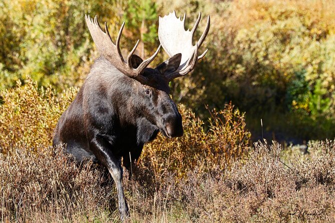 Full-Day Rocky Mountain National Park Over The Top Tour - RMNPhotographer - Capturing Scenic Photography at Continental Divide