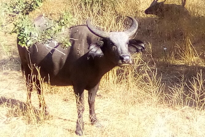 FULL-DAY SAFARI and PINK LAKE TOUR (Minimum 2 Pax) - Physical Requirements