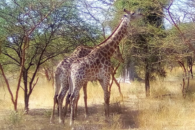 FULL-DAY SAFARI and PINK LAKE TOUR (Minimum 2 Pax) - Customer Feedback