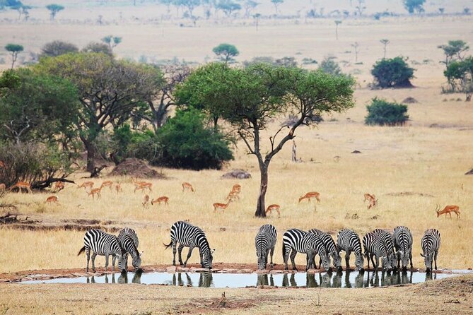 Full Day Safari From Durban to Hluhluwe-Imfolozi Game Reserve - Tips for Your Safari