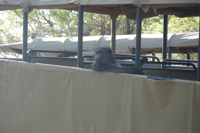 Full Day Safari From Johannesburg - Pilanesberg Nature Reserve - Meeting Point and Pickup Details