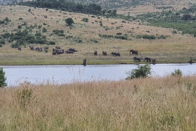 Full Day Safari From Johannesburg - Pilanesberg Nature Reserve - Safari Transportation and Refreshments