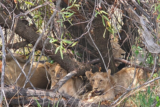 Full Day Safari From Johannesburg - Pilanesberg Nature Reserve - Pilanesberg Nature Reserve Highlights