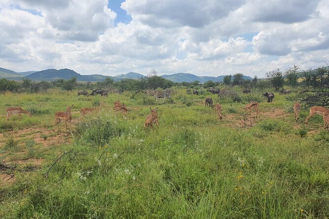 Full Day Safari From Johannesburg - Pilanesberg Nature Reserve - Cancellation Policy and Guest Reviews