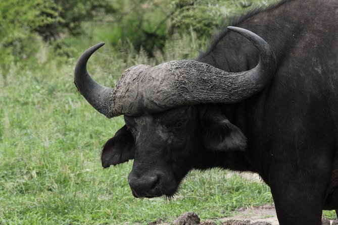 Full Day Safari in the Kruger National Park From Hazyview - Detailed Tour Information