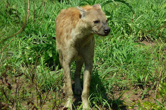Full Day Safari in the Kruger National Park From Hazyview - Additional Tour Details