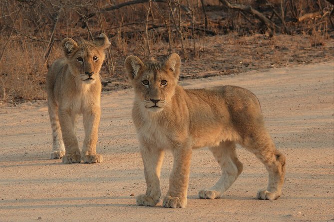 Full Day Safari in the Kruger National Park From Hazyview - Cancellation and Accessibility