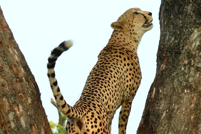 Full Day Safari in the Kruger National Park From Hazyview - Dress Code Recommendations