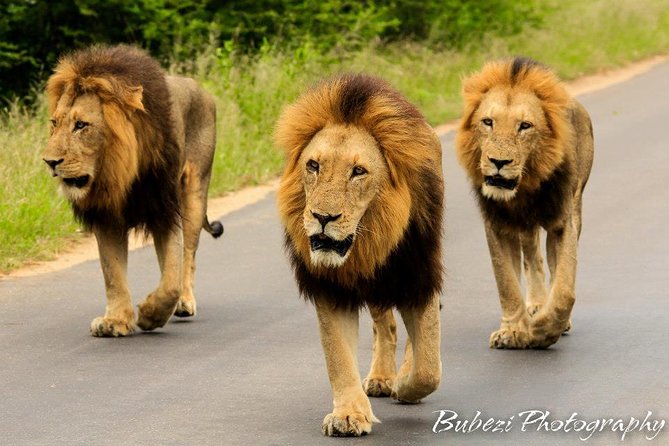 Full Day Safari - Kruger National Park - Park Information
