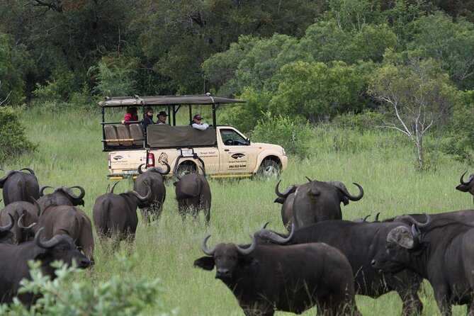 Full Day Safari Shared Tour at Kruger National Park - What to Expect