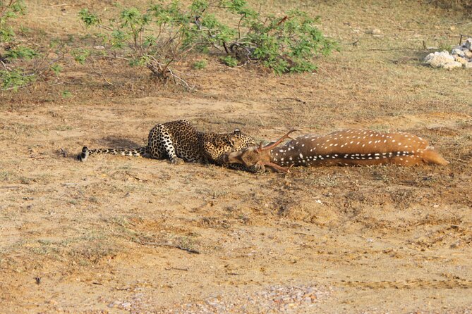 Full Day Safari ( The Best for Leopards ) in Yala - Luxury Safari Jeep
