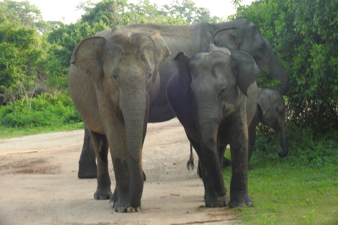 Full Day Safari ( The Best for Leopards ) in Yala - Park Entry Ticket