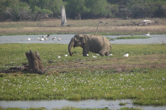 Full Day Safari ( The Best for Leopards ) in Yala - Preparation Recommendations