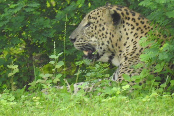 Full Day Safari ( The Best for Leopards ) in Yala - Guest Experiences