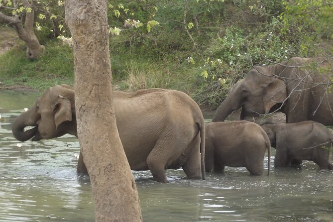 Full Day Safari ( The Best for Leopards ) in Yala - Maximizing Wildlife Viewing