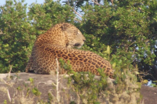 Full Day Safari ( The Best for Leopards ) in Yala - Organized Hotel Pickup and Drop-off