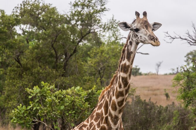 Full-Day Safari Tour From Mikumi National Park of Zanzibar - Highlights of the Safari Tour