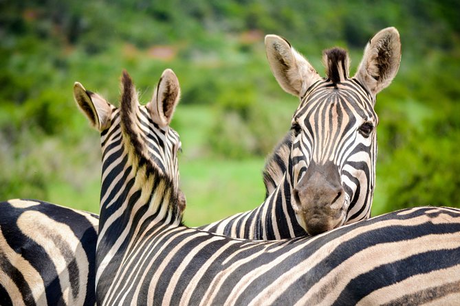Full Day Safari Tour In Addo Elephant National Park - Health and Safety Guidelines