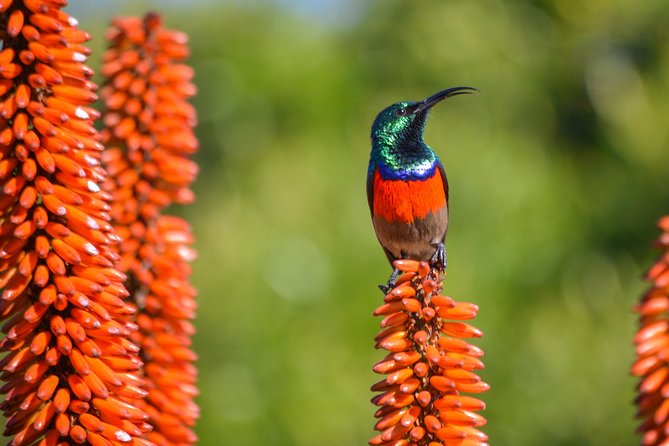 Full Day Safari Tour In Addo Elephant National Park - Customer Reviews and Feedback