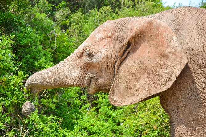 Full Day Safari Tour In Addo Elephant National Park - Exploring Addo Elephant National Park