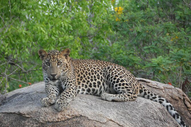 Full Day Safari Tour in Yala National Park - A Closer Look at the Itinerary