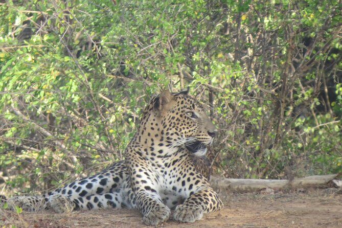 Full Day Safari Tour in Yala National Park - Who Is This Tour Best For?