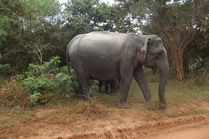 Full Day Safari Tour in Yala National Park - FAQs