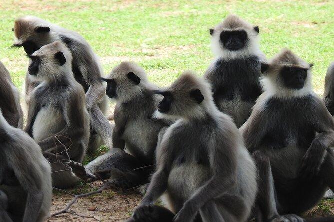 Full Day Safari Tour in Yala National Park - Health and Accessibility