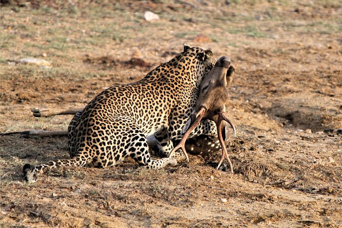Full Day Safari Tour in Yala National Park - Reviews and Booking Information
