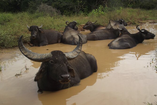 Full Day Safari Tour in Yala National Park - Wildlife Spotting Opportunities