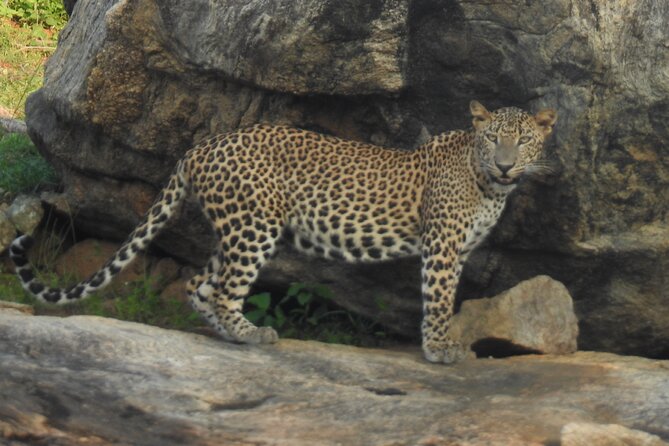 Full Day Safari Tour in Yala National Park - Safari Experience Details