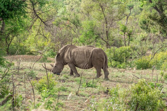 Full Day Safari Tour of Pilanesberg National Park, Open Jeep Experience - Tour Group Size