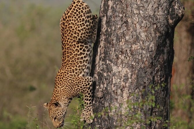 Full Day Safari Tour of Pilanesberg National Park, Open Jeep Experience - Tour Operator Information