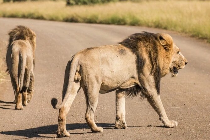 Full Day Safari Tour of Pilanesberg National Park, Open Jeep Experience - Tour Reviews and Ratings