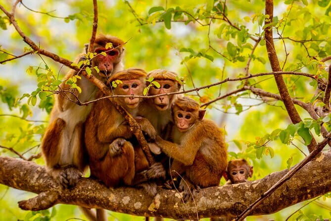 Full Day Safari Tour Yala - The Itinerary Breakdown: What to Expect