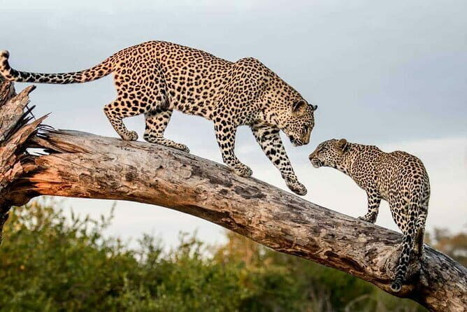 Full Day Safari Tour Yala - Authentic Encounters and Seeing Wildlife Close Up