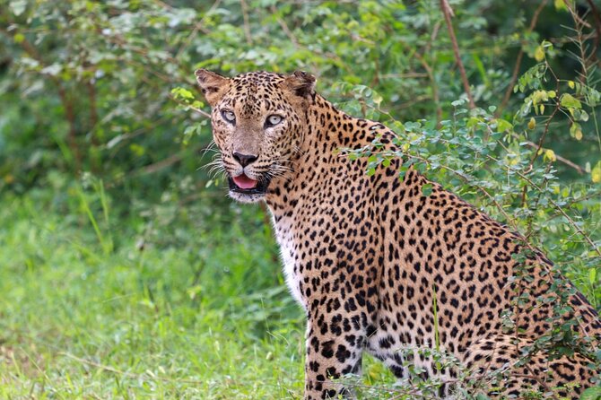 Full Day Safari - Yala National Park - 04.30 Am to 06.00 Pm With - Janaka Safari - Safari Itinerary and Timings