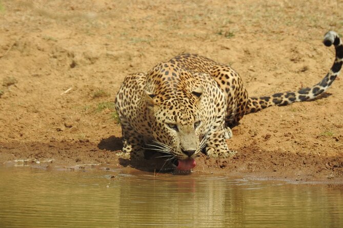 Full Day Safari - Yala National Park - 04.30 Am to 06.00 Pm With - Janaka Safari - Wildlife Sightings and Encounters