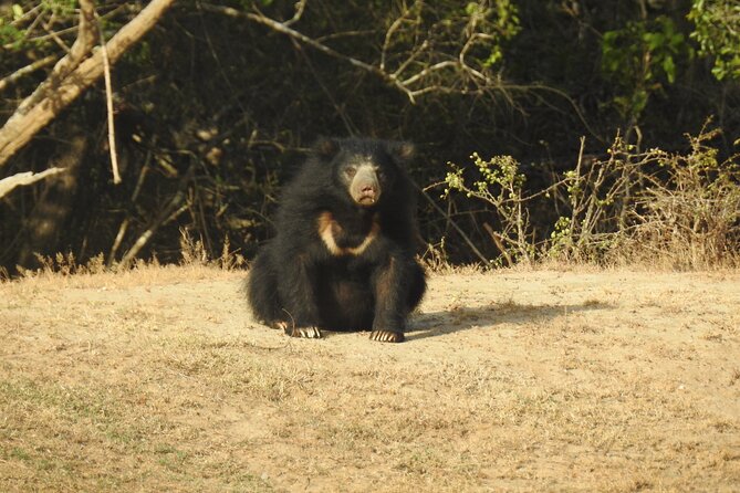 Full Day Safari - Yala National Park - 04.30 Am to 06.00 Pm With - Janaka Safari - Luxury Safari Jeep Experience