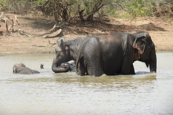 Full Day Safari - Yala National Park - 04.30 Am to 06.00 Pm With - Janaka Safari - Knowledgeable Tour Guide Expertise
