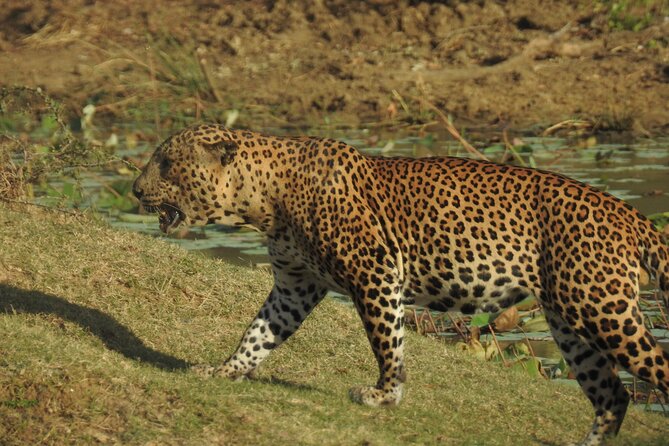 Full Day Safari - Yala National Park - 04.30 Am to 06.00 Pm With - Janaka Safari - Pickup and Accessibility Details