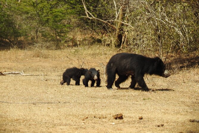 Full Day Safari - Yala National Park - 04.30 Am to 06.00 Pm With - Janaka Safari - Customer Reviews and Feedback