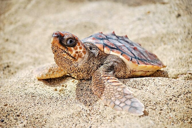 Full Day Sal Island Tour in Santa Maria - Accessibility Information