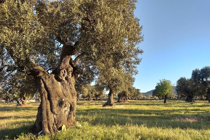 Full-day Salento Wine and Food Tour - Itinerary Highlights